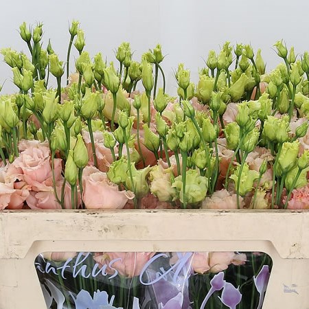 Eustoma Lisianthus Dbl. Alissa Light Apricot