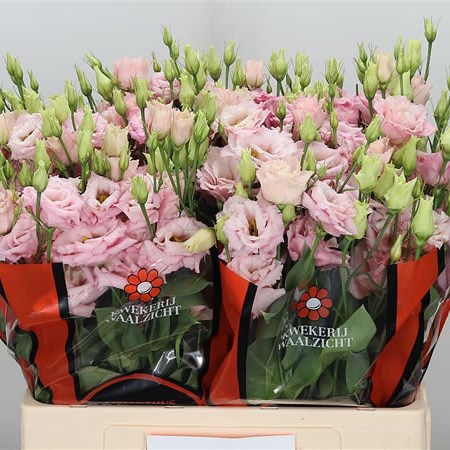 Eustoma Lisianthus Dbl. Alissa Light Pink