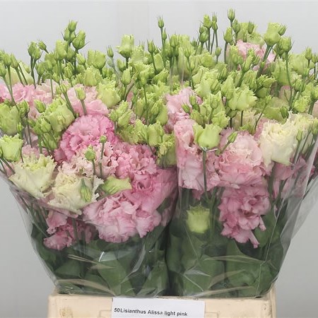 Eustoma Lisianthus Dbl. Alissa Pink