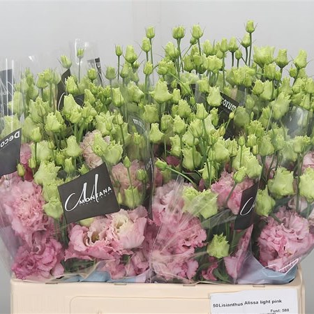 Eustoma Lisianthus Dbl. Alissa Pink