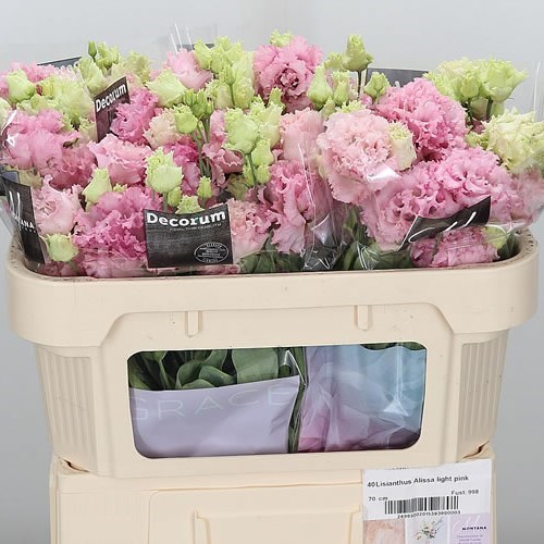 Eustoma Lisianthus Dbl. Alissa Pink