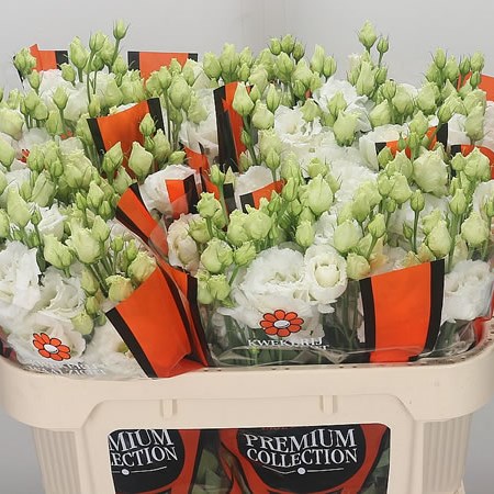 Eustoma Lisianthus Dbl. Alissa Pure White