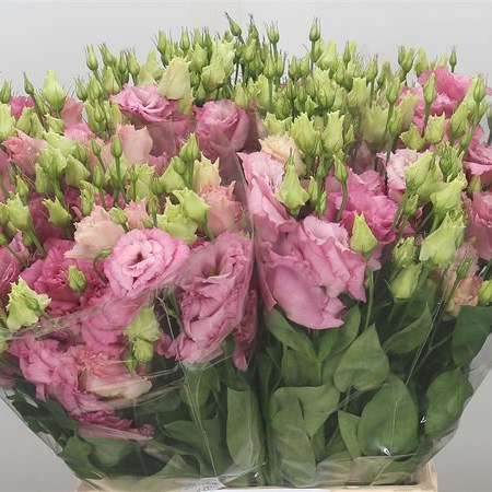 Eustoma Lisianthus Dbl. Alissa Rose