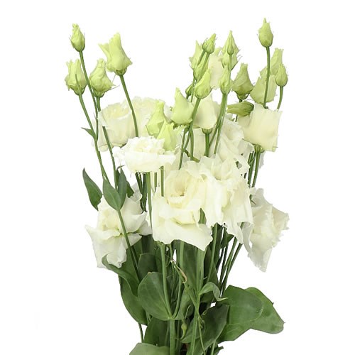 Eustoma Lisianthus Dbl. Alissa White