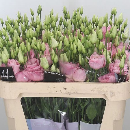 Eustoma Lisianthus Dbl. Alissa Pink Flash