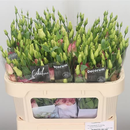 Eustoma Lisianthus Dbl. Arena Champagne