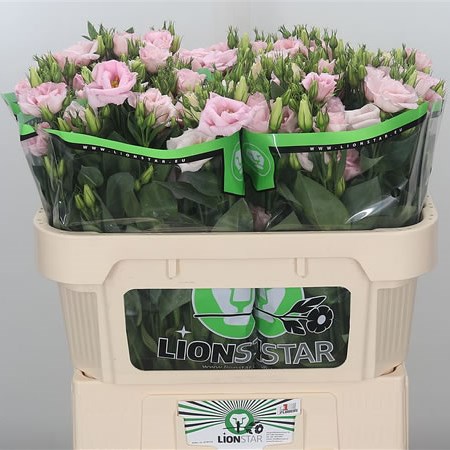 Eustoma Lisianthus Dbl. Arena Light Pink