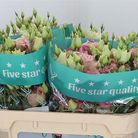 Eustoma Lisianthus Dbl. Arosa Antique Pink