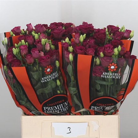Eustoma Lisianthus Dbl. Arosa Red