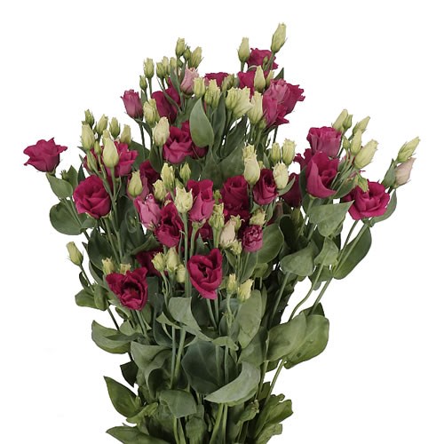 Eustoma Lisianthus Dbl. Arosa Red