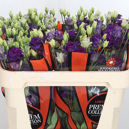 Eustoma Lisianthus Dbl. Arosa Violet