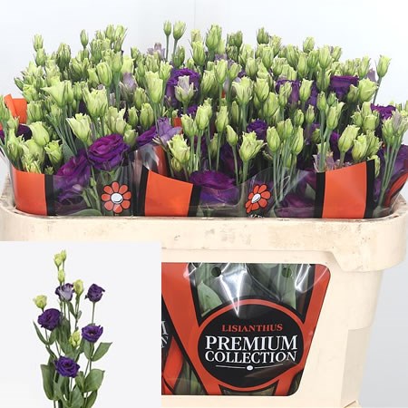 Eustoma Lisianthus Dbl. Arosa Violet