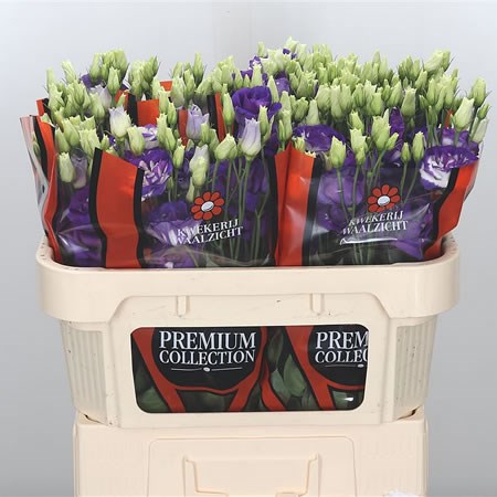 Eustoma Lisianthus Dbl. Blue White