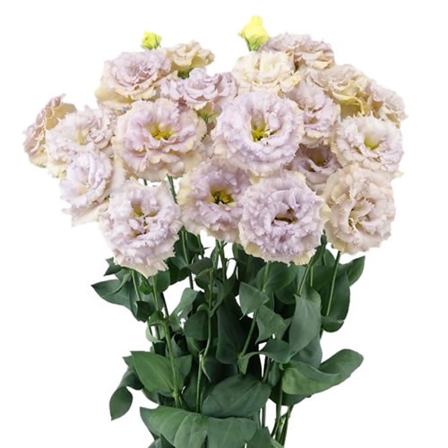Eustoma Lisianthus Dbl. Celeb Blue Chateau