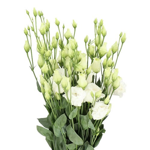 Eustoma Lisianthus Dbl. Celeb Chrystal