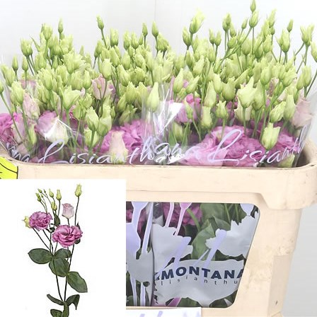 Eustoma Lisianthus Dbl. Celeb Grape
