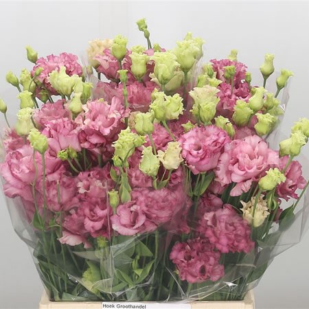 Eustoma Lisianthus Dbl. Celeb Madonna