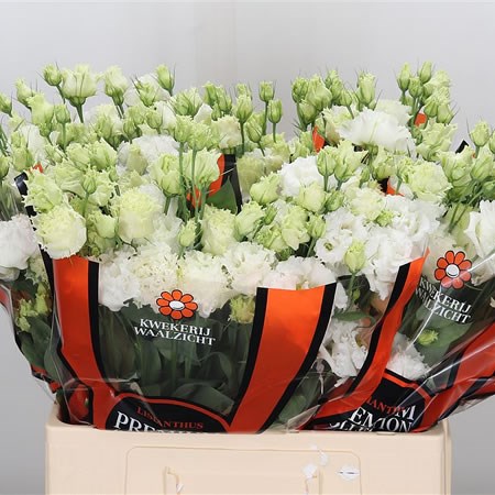 Eustoma Lisianthus Dbl. Celebrich White