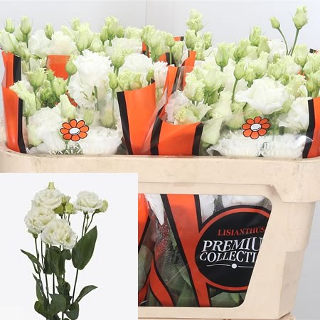 Eustoma Lisianthus Dbl. Celebrich White