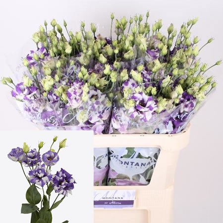 Eustoma Lisianthus Dbl. Corelli Delf Blue