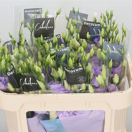 Eustoma Lisianthus Dbl. Corelli Lavender