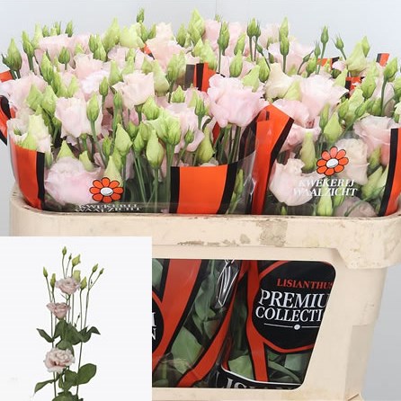 Eustoma Lisianthus Dbl. Corelli Light Pink