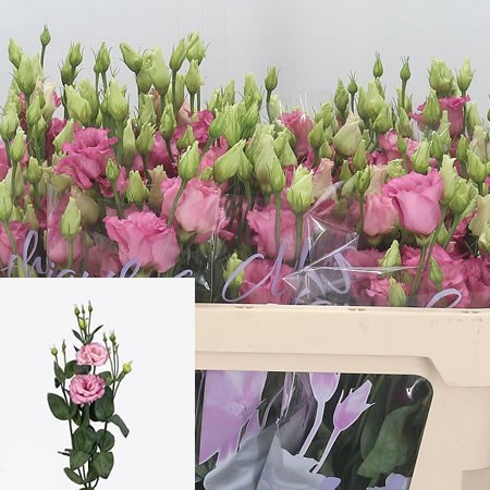Eustoma Lisianthus Dbl. Corelli Rose