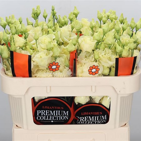 Eustoma Lisianthus Dbl. Corelli Yellow
