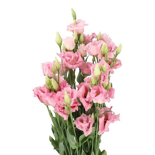 Eustoma Lisianthus Dbl. Cotton Candy