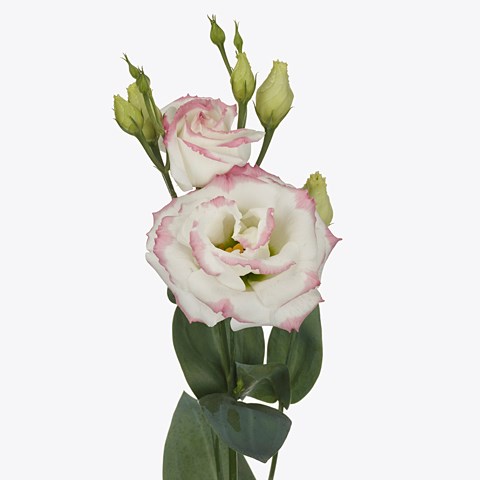 Eustoma Lisianthus Dbl. Croma Bridal Kiss