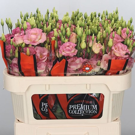Eustoma Lisianthus Dbl. Croma Champagne