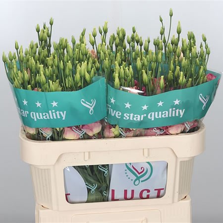Eustoma Lisianthus Dbl. Croma Champagne