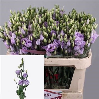Eustoma Lisianthus Dbl. Rosita Lavender