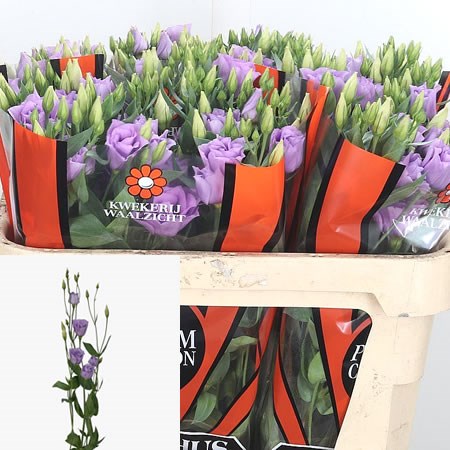 Eustoma Lisianthus Dbl. Croma Lavender