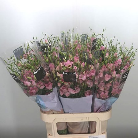 Eustoma Lisianthus Dbl. Dizzy Lizzy (XL)