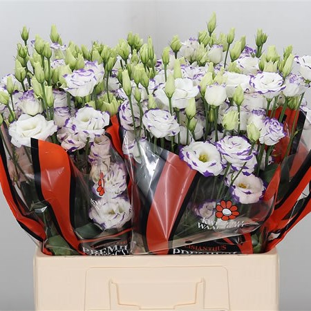 Eustoma Lisianthus Dbl. Excalibur Blue Picotee
