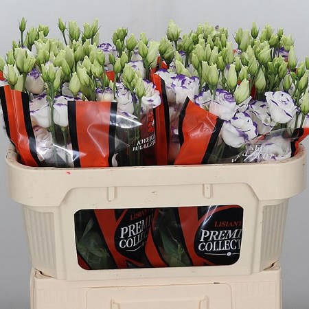 Eustoma Lisianthus Dbl. Excalibur Blue Picotee