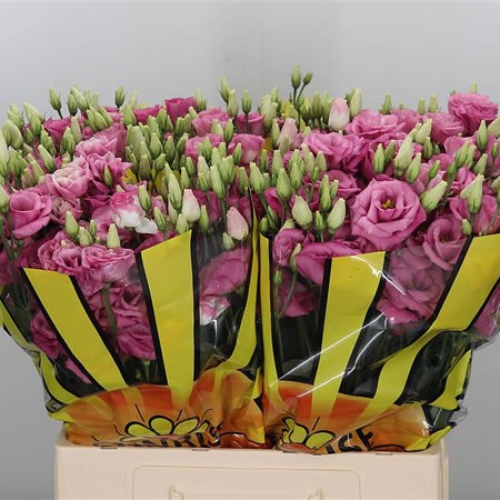 Eustoma Lisianthus Dbl. Excalibur Hot Pink
