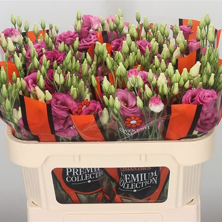Eustoma Lisianthus Dbl. Excalibur Hot Pink