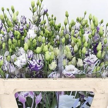 Eustoma Lisianthus Dbl. Fleurelisa Blue