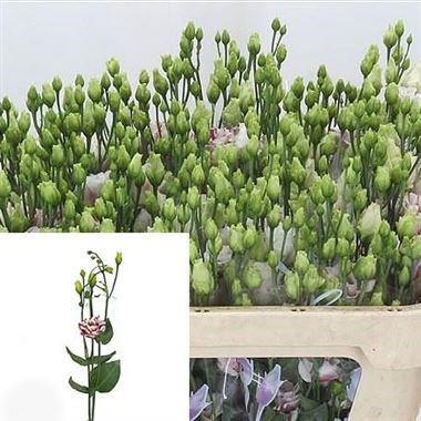 Eustoma Lisianthus Dbl. Fleurelisa Pink