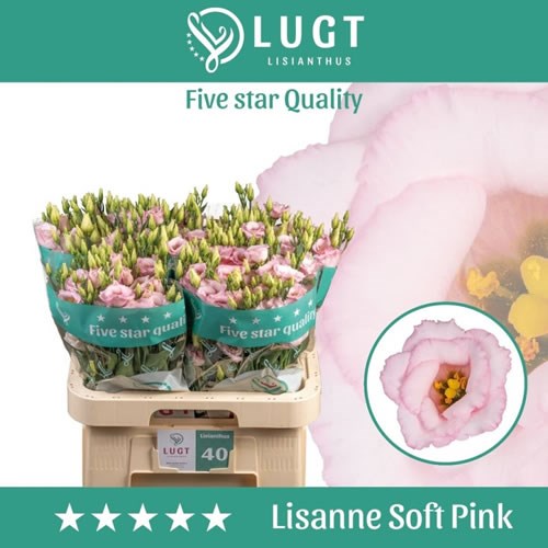 Eustoma Lisianthus Dbl. Lisanne Soft Pink