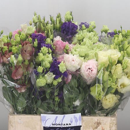 Eustoma Lisianthus Dbl. Mix (Cols May Vary)