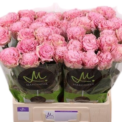 Eustoma Lisianthus Dbl. Nova Pink