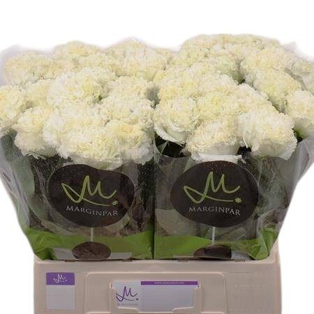 Eustoma Lisianthus Dbl. Nova Snow
