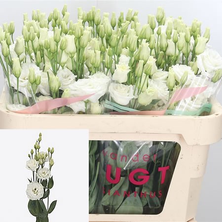 Eustoma Lisianthus Dbl. Prime White