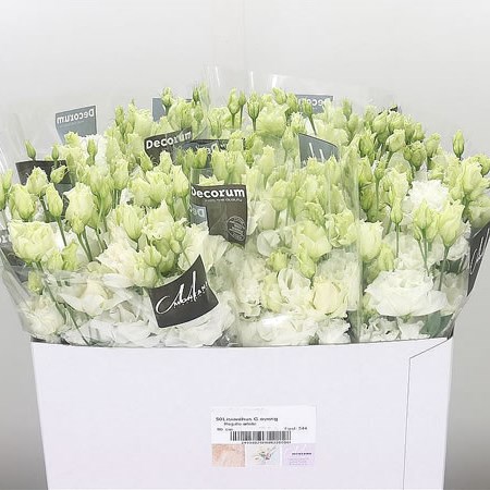 Eustoma Lisianthus Dbl. Regalo