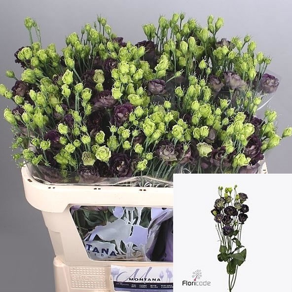 Eustoma Lisianthus Dbl. Rosanne Black Pearl