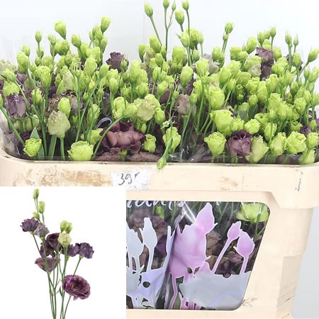 Eustoma Lisianthus Dbl. Rosanne Black Pearl