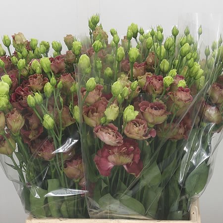 Eustoma Lisianthus Dbl. Rosanne Deep Brown